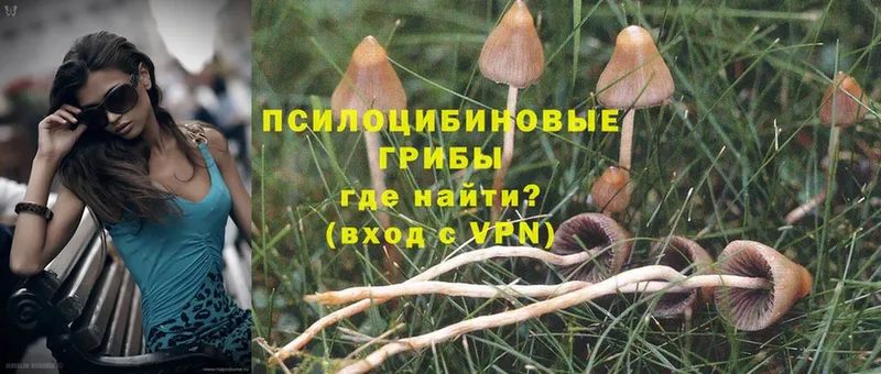 Псилоцибиновые грибы Psilocybe  Октябрьский 